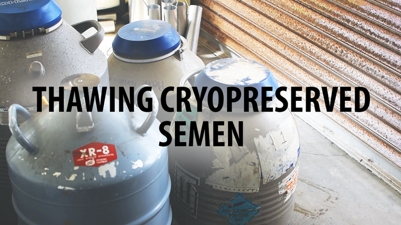 How to thaw frozen ram semen